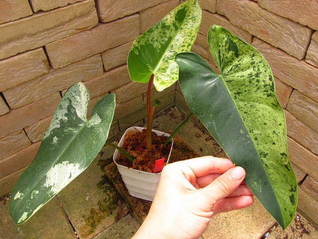 フィロデンドロン イルセマニー極麗斑 最上級斑個体 (Philodendron