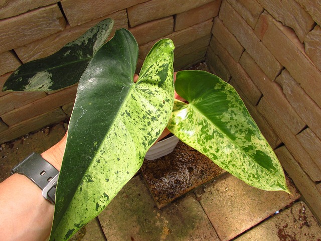 フィロデンドロン イルセマニー極麗斑 最上級斑個体 (Philodendron