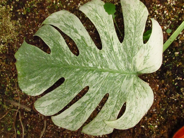 モンステラ デリシオーサ ホワイトモンスター(Monstera deliciosa
