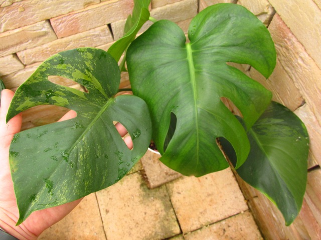 モンステラ デリシオーサ ゴールデン(Monstera deliciosa Golden