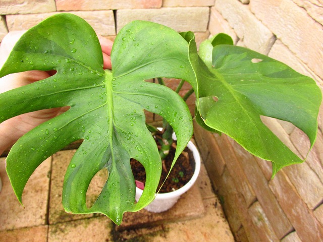 モンステラ デリシオーサ グリーンゴーストスペシャル(Monstera