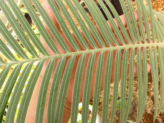 サイカス シアメンシス (Cycas siamensis) タイシルバー | 希少植物の