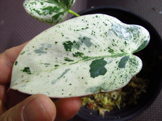 フィロデンドロン イルセマニ 斑入り(PHILODENDRON ILSEMANII