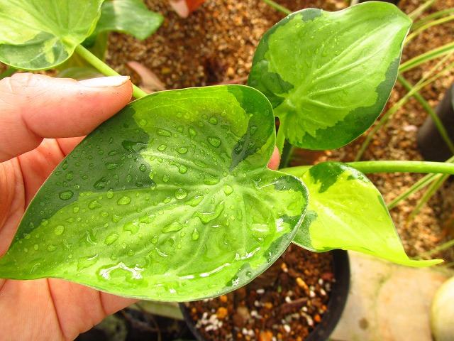 アロカシア ククラータ 永年安定バリエガータ(Alocasia cucullata