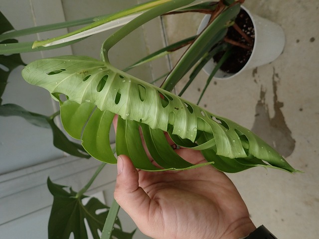 モンステラ デリシオーサ 葉形選抜 面白い葉形状 | 希少植物の販売