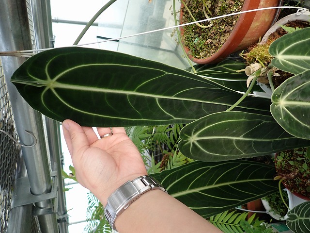 アンスリウム ワロクワナム ダークナローフォーム(Anthurium