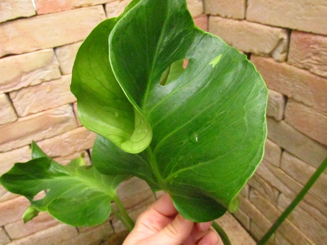 モンステラ デリシオーサ(Monstera deliciosa Sport Unniiae Form