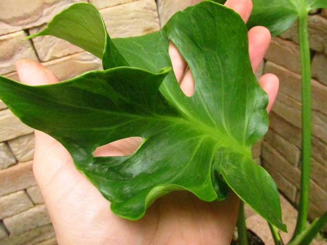 モンステラ デリシオーサ(Monstera deliciosa Sport Unniiae Form