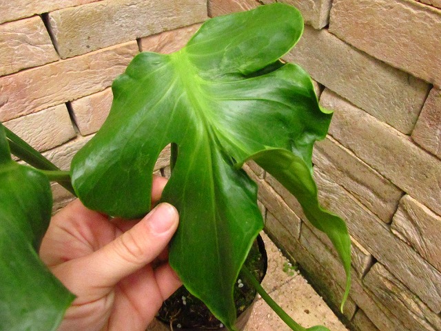 モンステラ デリシオーサ(Monstera deliciosa Sport Unniiae Form