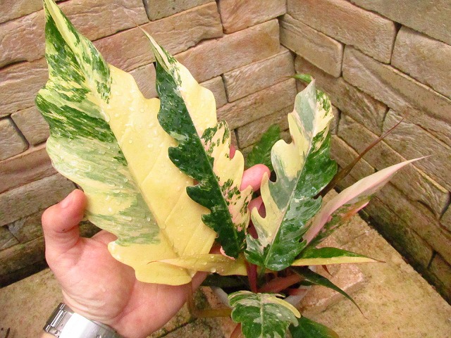フィロデンドロン キャラメルマーブル 極上 (Philodendron caramel