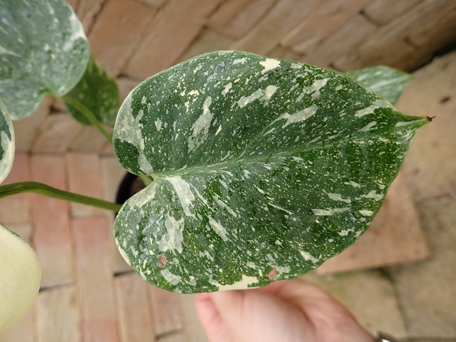 モンステラ デリシオーサ プラチナム(Monstera deliciosa var platinum