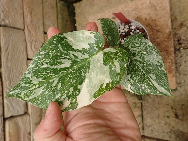 モンステラ デリシオーサ スーパープラチナム(Monstera deliciosa var
