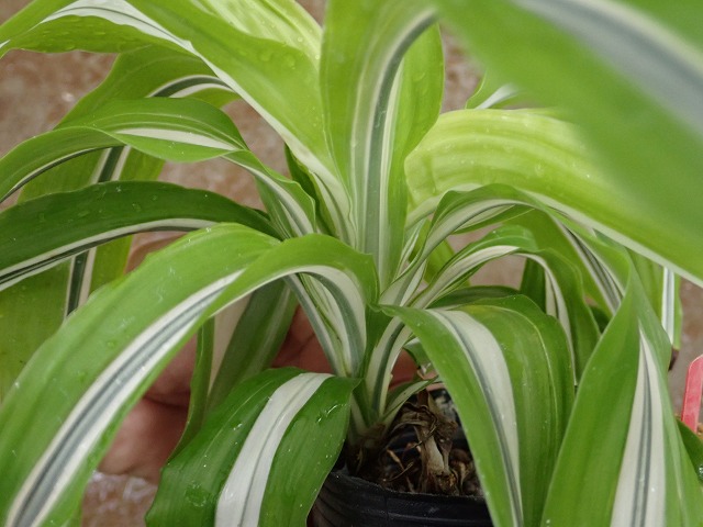 ドラセナ レモンサプライズからの斑変わり | 希少植物の販売
