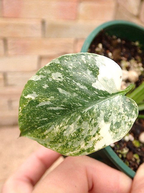 モンステラ デリシオーサ 最高の斑入り (Monstera deliciosa var. TC