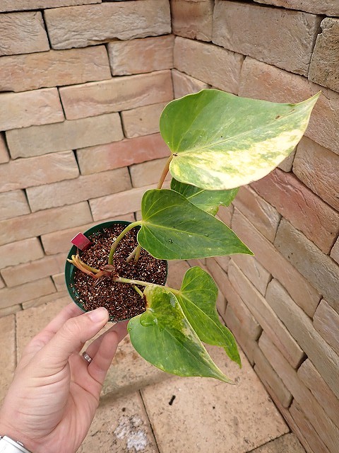 アンスリウム | 希少植物の販売 アグラオネマ専門販売店