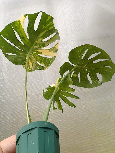 モンステラ デリシオーサ イエローモンスター 丸葉 (Monstera