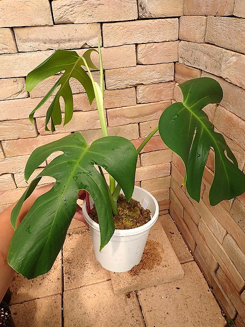 モンステラ デリシオーサ シエラナ(Monstera deliciosa var.Sierrana