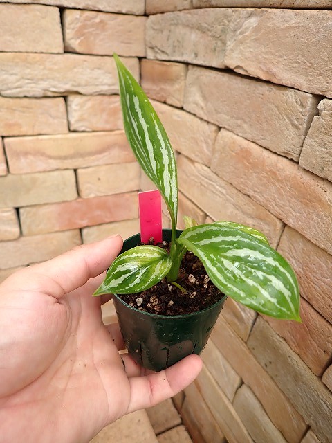 アグラオネマ ニティドゥーム カーティシー Aglaonema nitidum cv