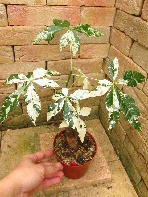 パキラ 白斑 神々しい実生1点もの Pachira original White super