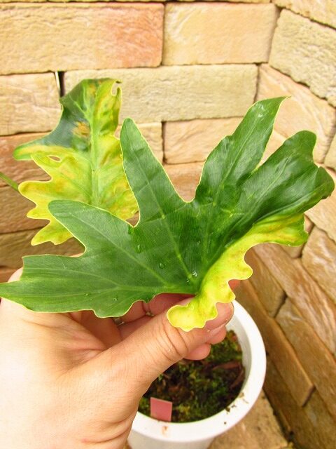 フィロデンドロン セローム稀少斑入り(Philodendron selloum variegata