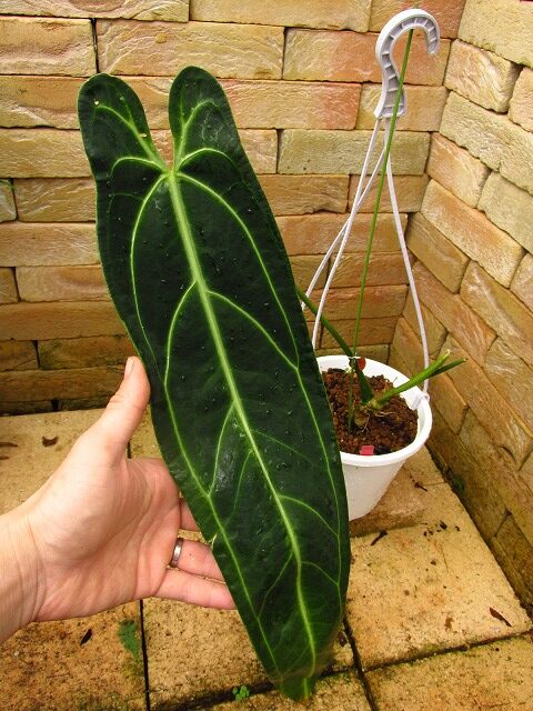 アンスリウム ワロクワナム ダークナローフォーム(Anthurium