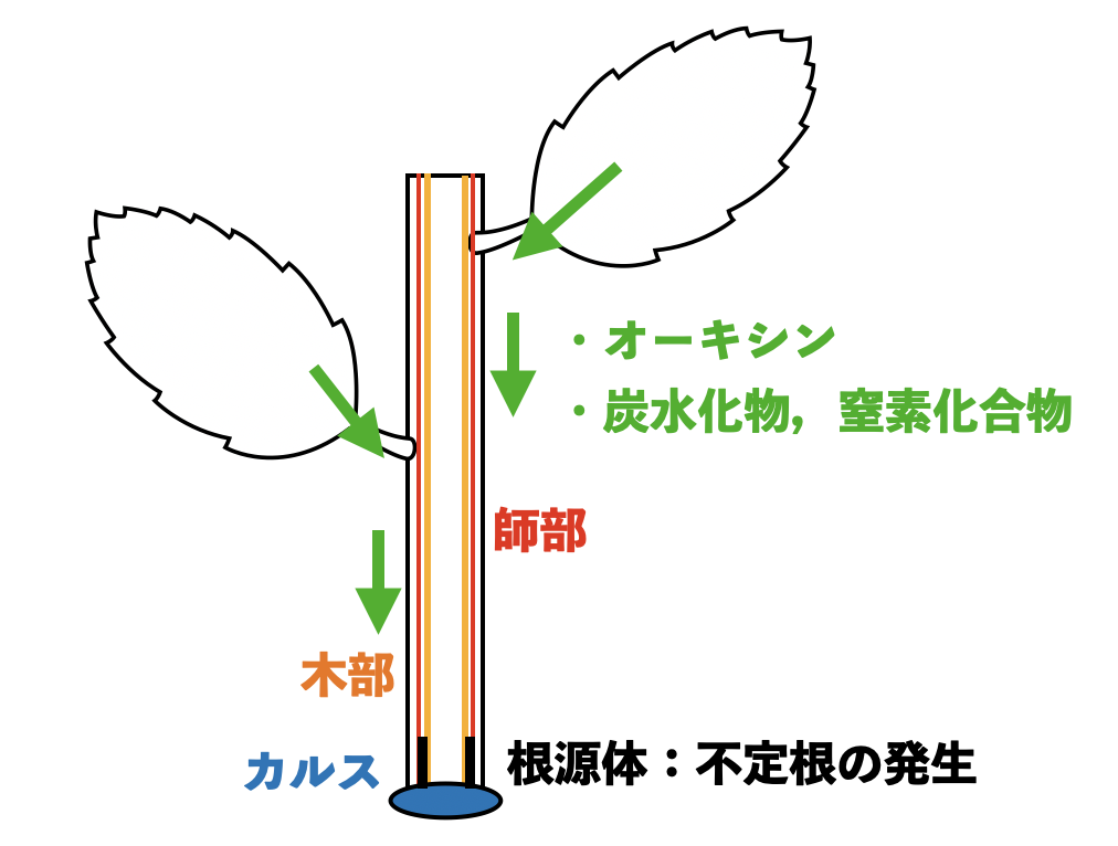 写真で解説】苗木家が教える挿し木（挿し芽）大全集。挿し穂の作り方や