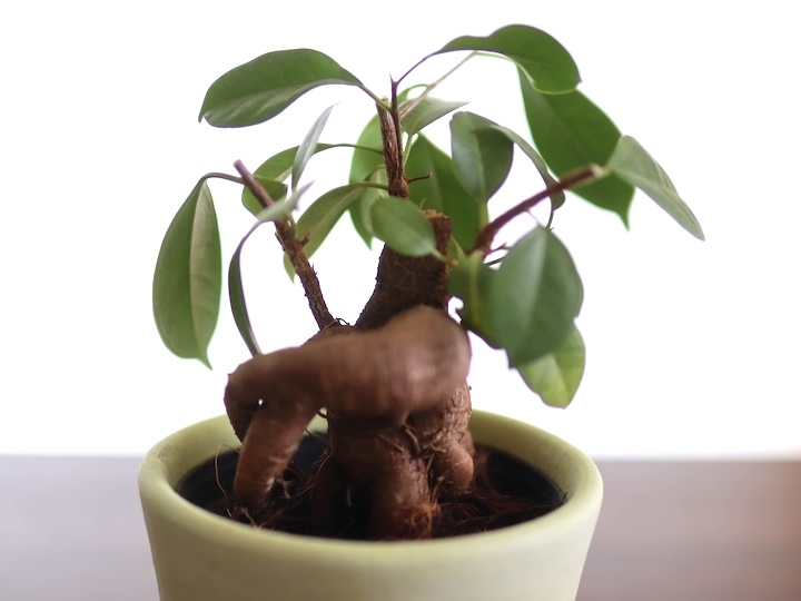 挿し木】ガジュマルの増し方と育て方を観葉植物愛好家が解説。水挿しと