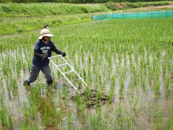 田んぼの草取りを楽にする「竹ぼうき除草機」の作り方【DIY的半農生活