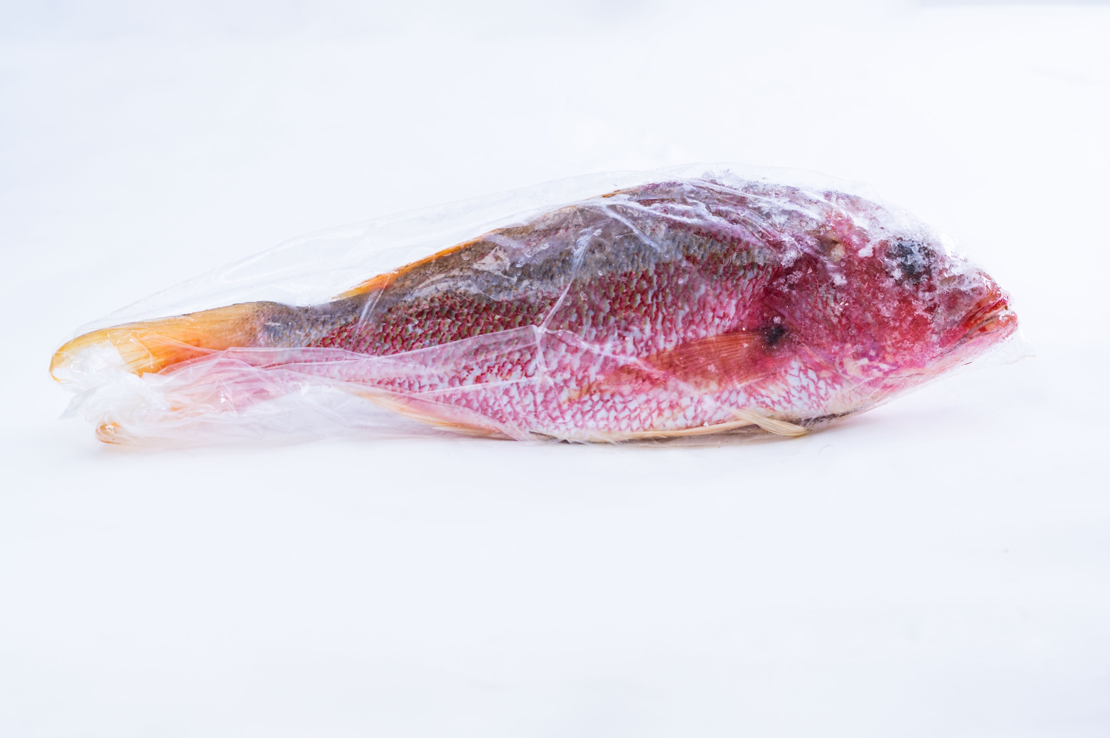 Red Snapper Fish