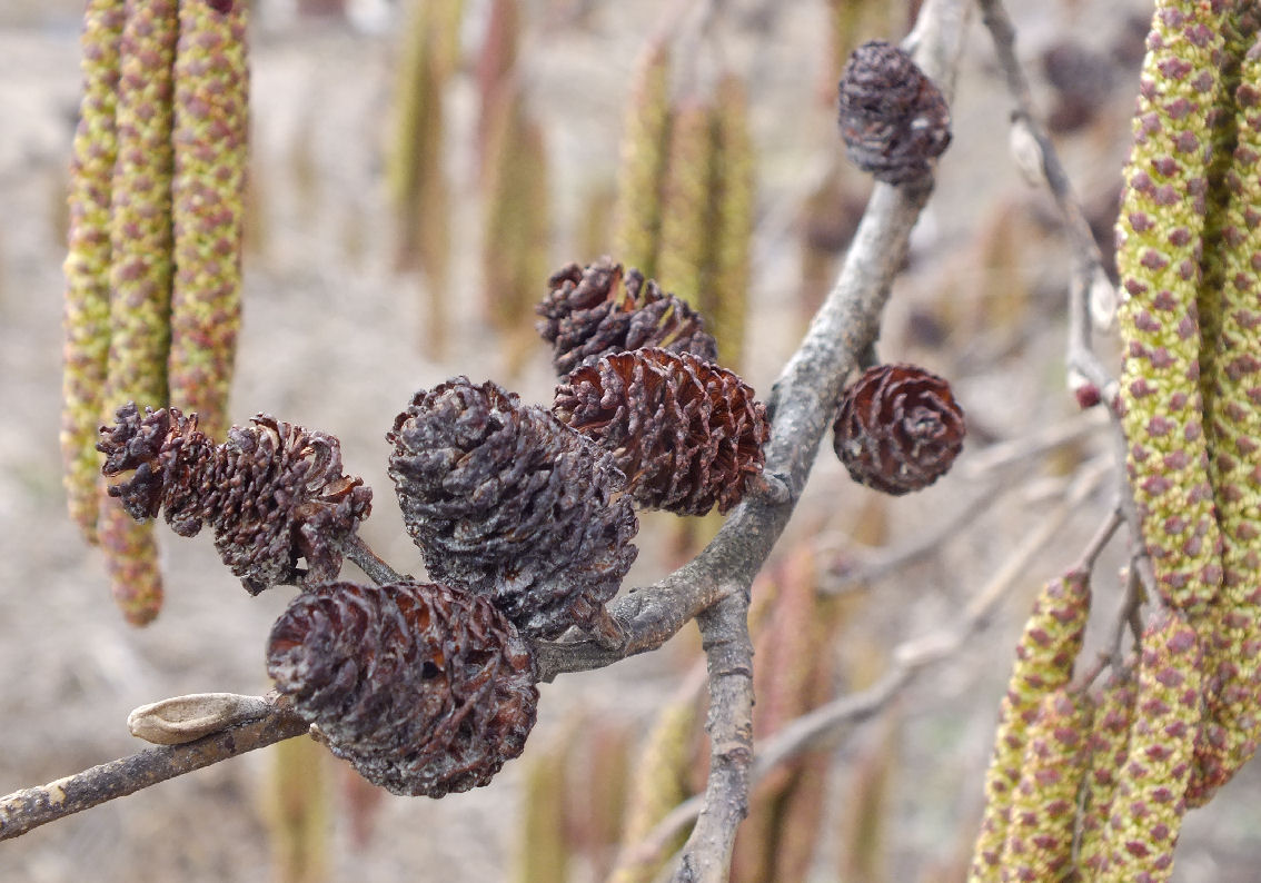 ハンノキ属（Alnus）