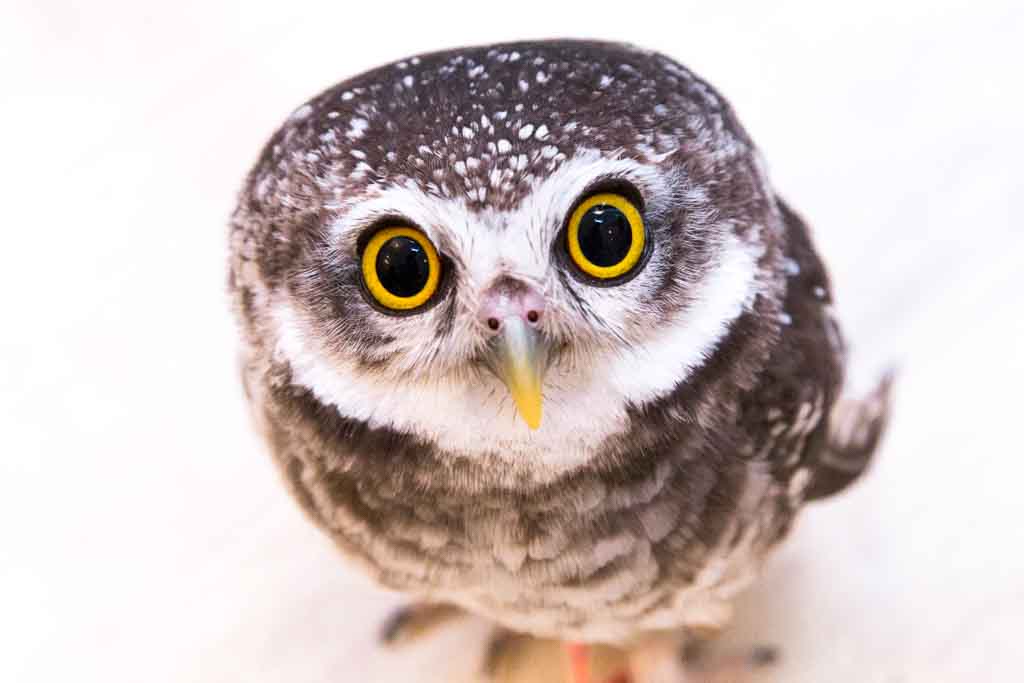 フクロウの種類】日本最大級！世界一小さい名前・性格｜鳴き声や値段