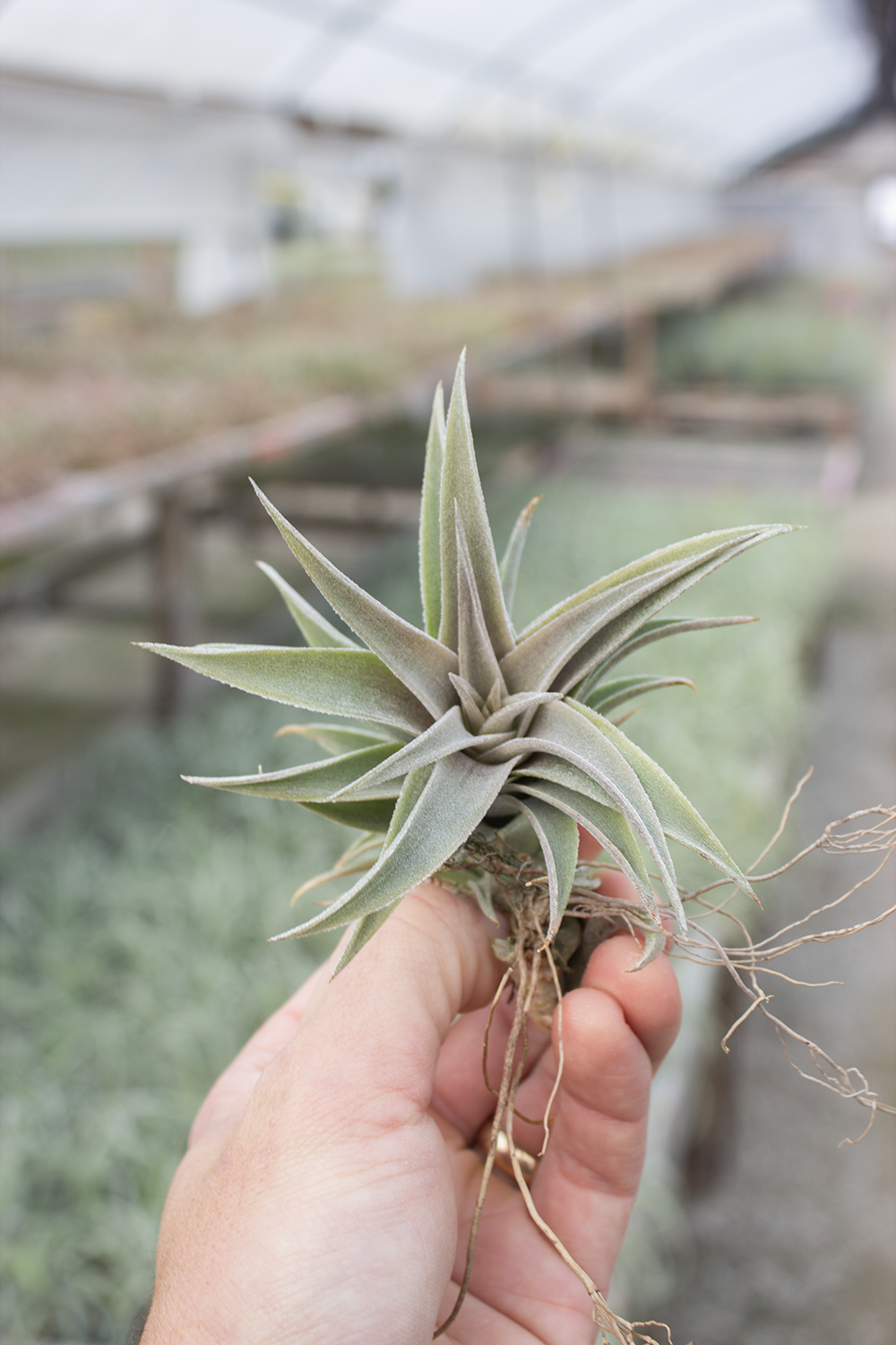 Edithae Silver Form – Plantaflor USA, Inc.