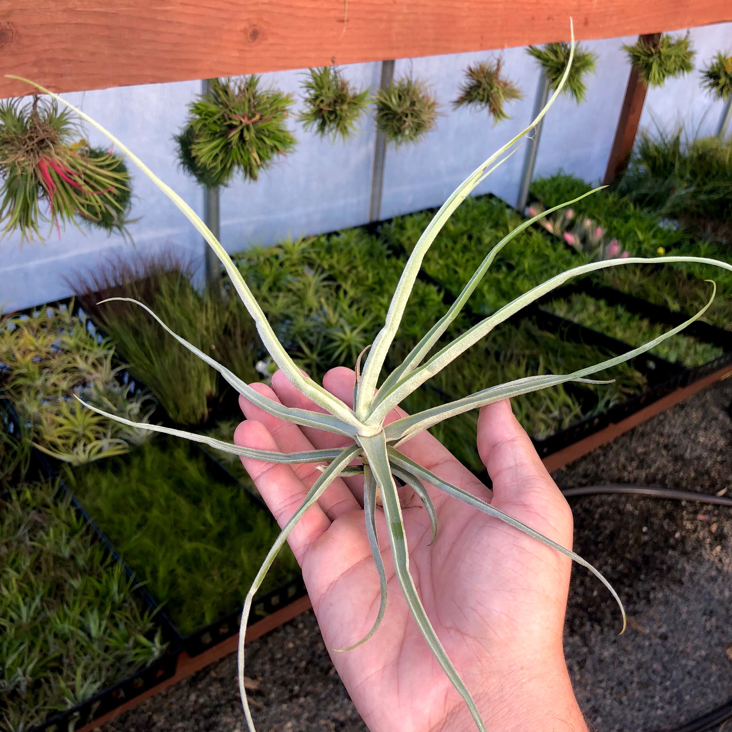 ストレプトカルパ (咲くと香りがよい) – Air Plant Hub