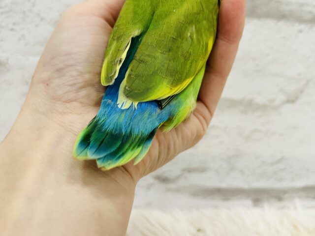 最新画像更新🪄ひとり餌になりました！】ハッピーカラー