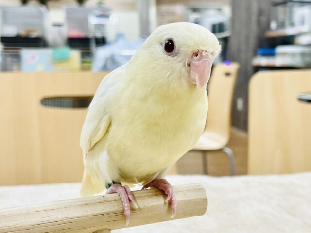最新画像🪄︎︎】優しいカラーにまん丸フォルム💛サザナミインコ