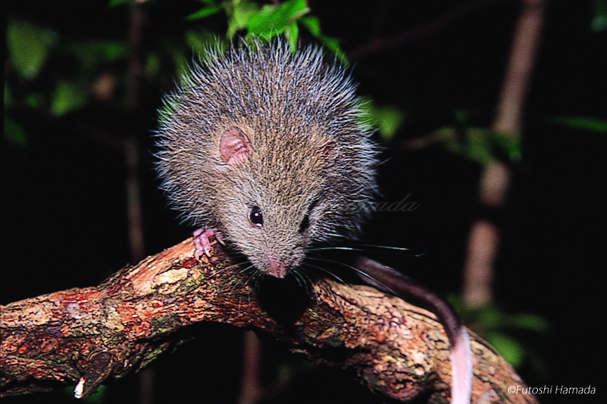 アマミトゲネズミ、ケナガネズミ | 奄美大島の森/動物 | ホライゾン