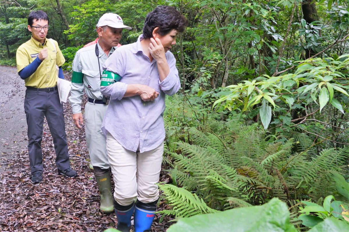 違法採集対策を強化 – 奄美新聞