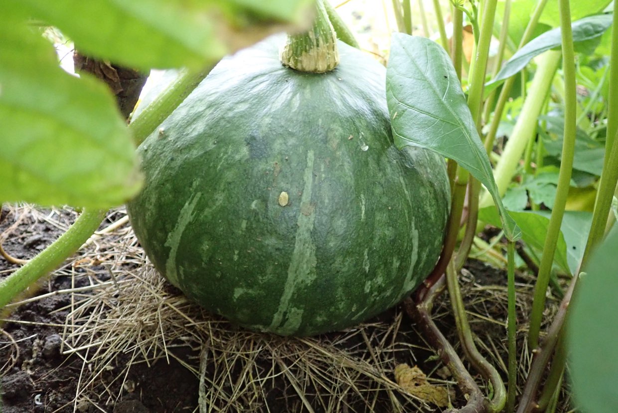 家庭菜園日記：カボチャ | あまなつブログ