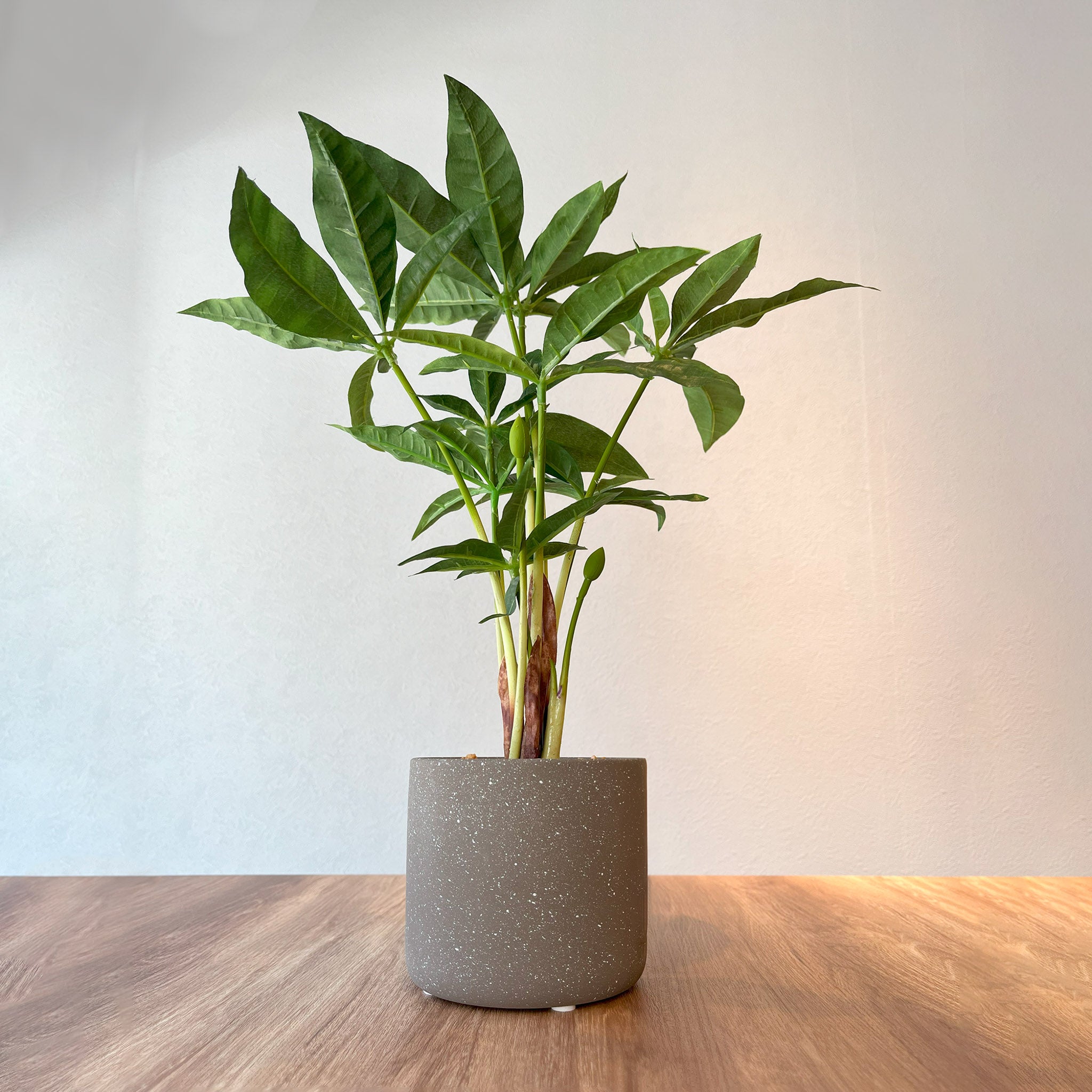 パキラ グラブラCEMENT POT - フェイクグリーン専用通販サイト