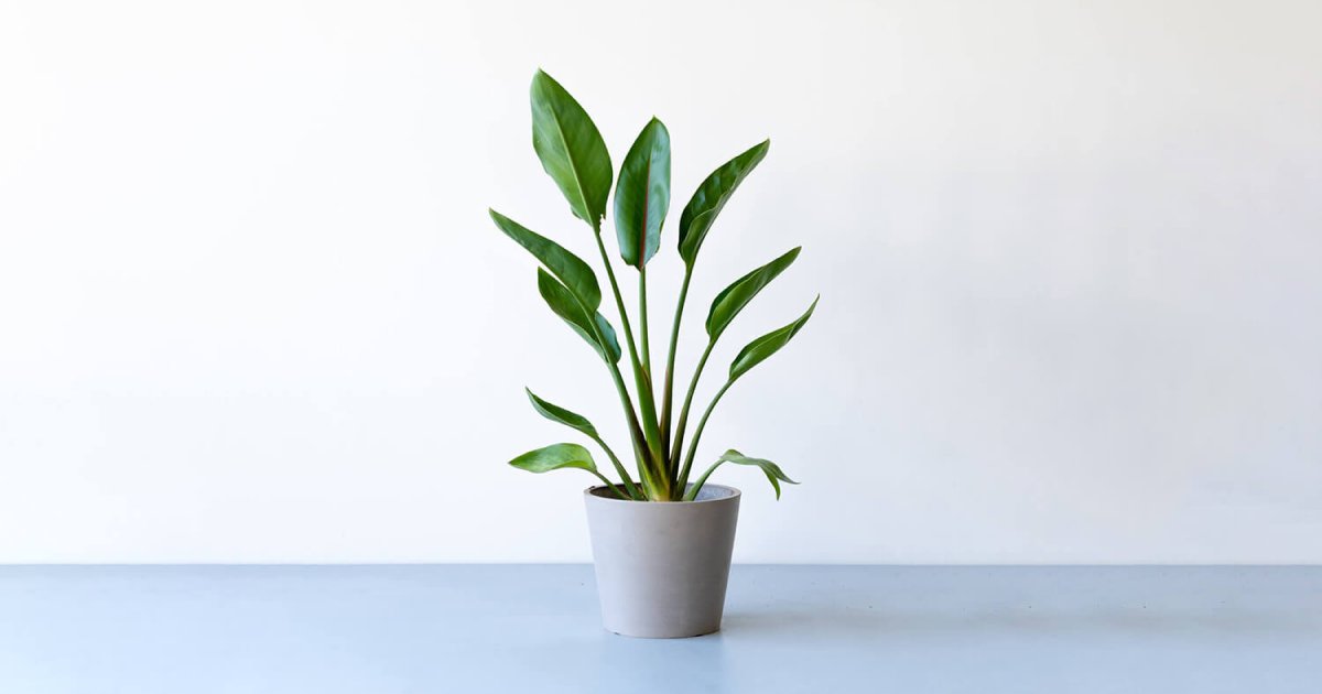 ストレリチア（極楽鳥花） | 観葉植物の通販 AND PLANTS (アンドプランツ)