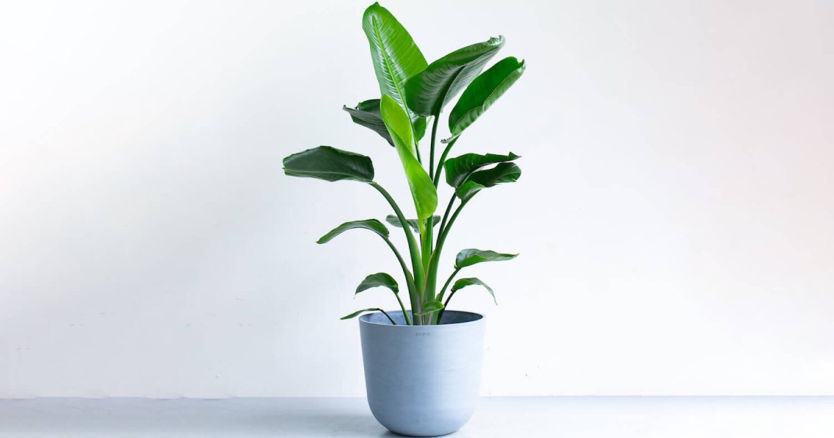 ストレリチア（極楽鳥花） | 観葉植物の通販 AND PLANTS (アンドプランツ)