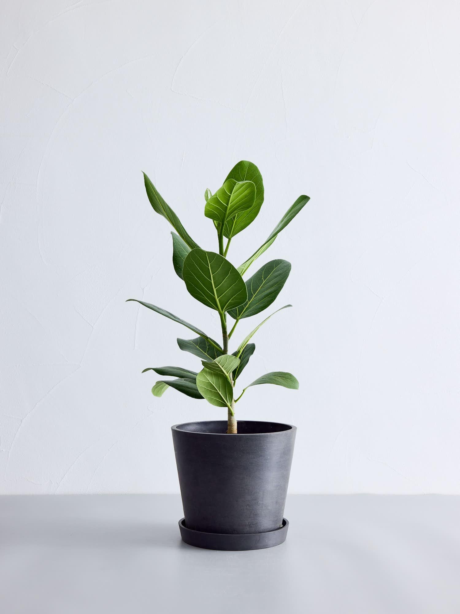 フィカス・ベンガレンシス S | 観葉植物の通販 AND PLANTS (アンド