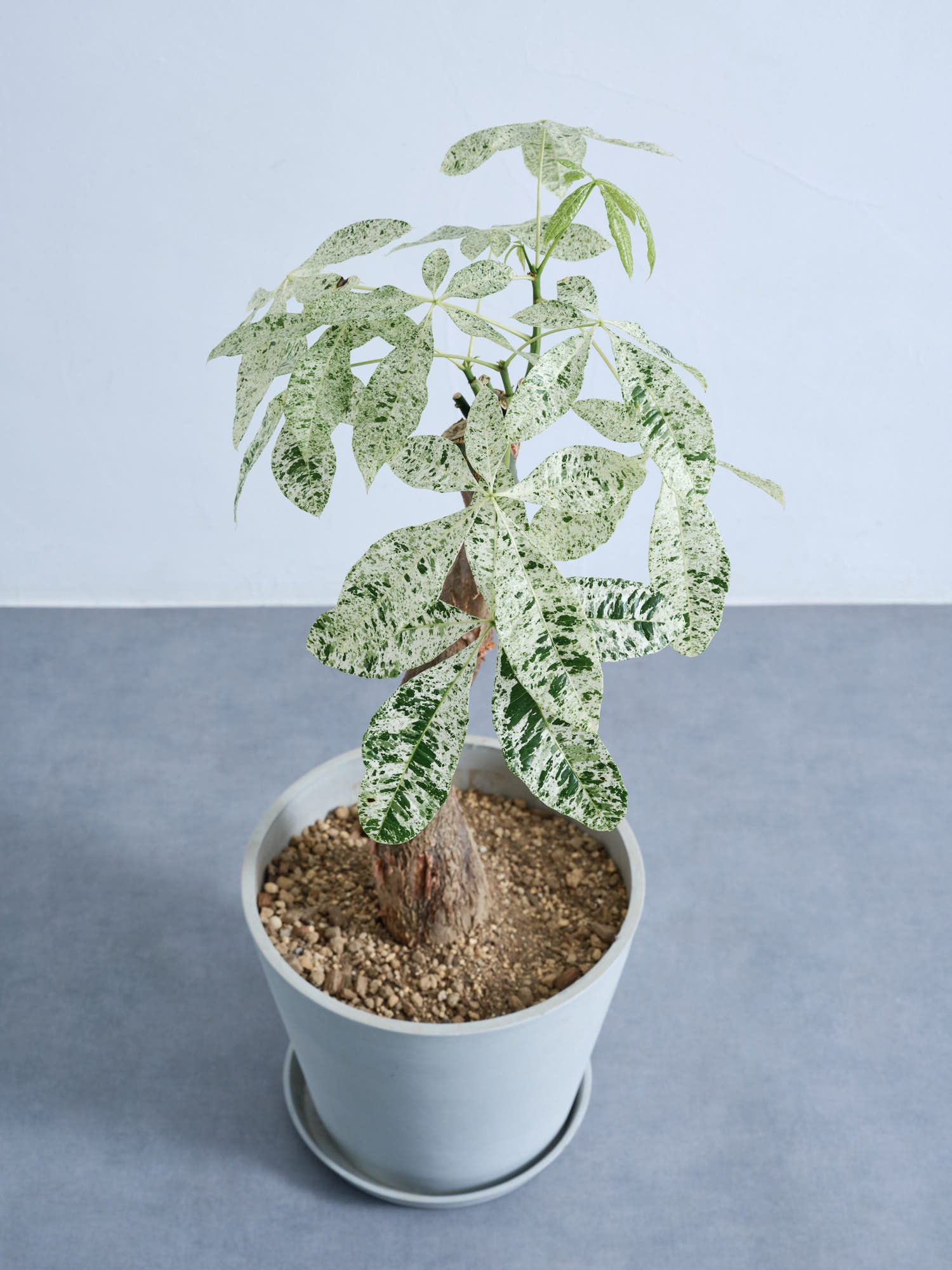 パキラ・ミルキーウェイ M | 観葉植物の通販 AND PLANTS (アンドプランツ)
