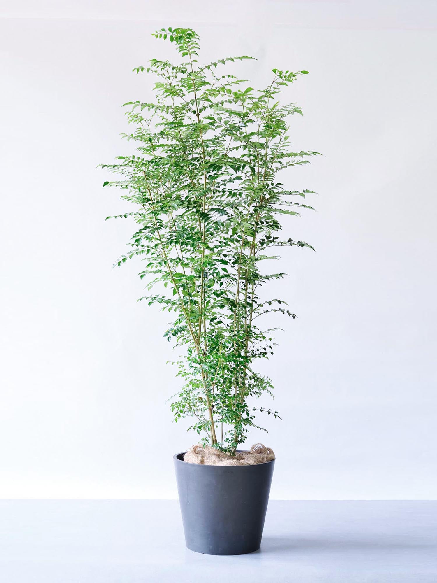 シマトネリコ XL 【首都圏限定】 | 観葉植物の通販 AND PLANTS (アンド