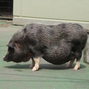 動物事典 -ベトナムポットベリーピッグ [ ] -