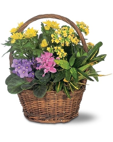 Plants Delivery Twin Cities MN - Stems & Vines - Florist & Flower