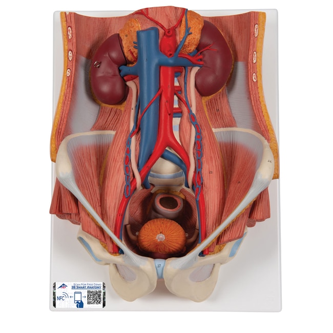3B Scientific Pelvic Cavity (Urinary System) - includes 3B Smart