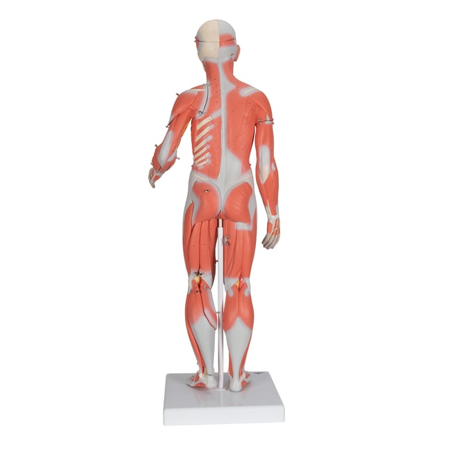 骨格分離モデル（全身） - 3B Smart Anatomy