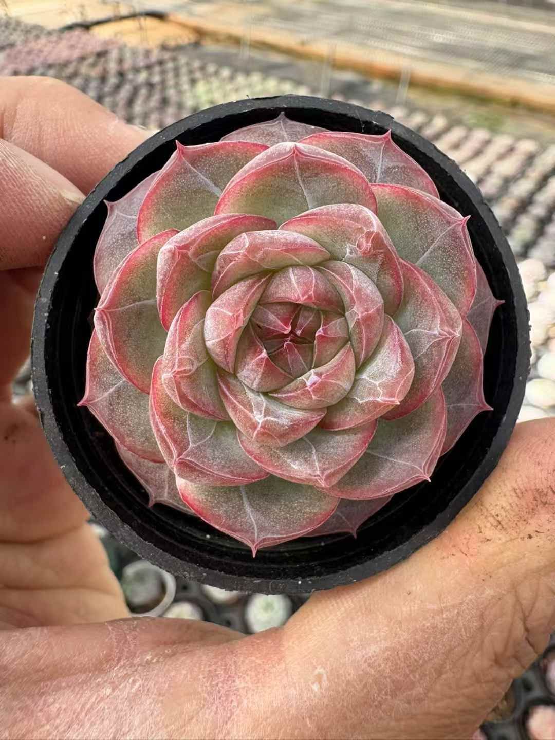 多肉植物【シュガークリスタル】（氷砂糖水晶） 抜き苗 多肉植物