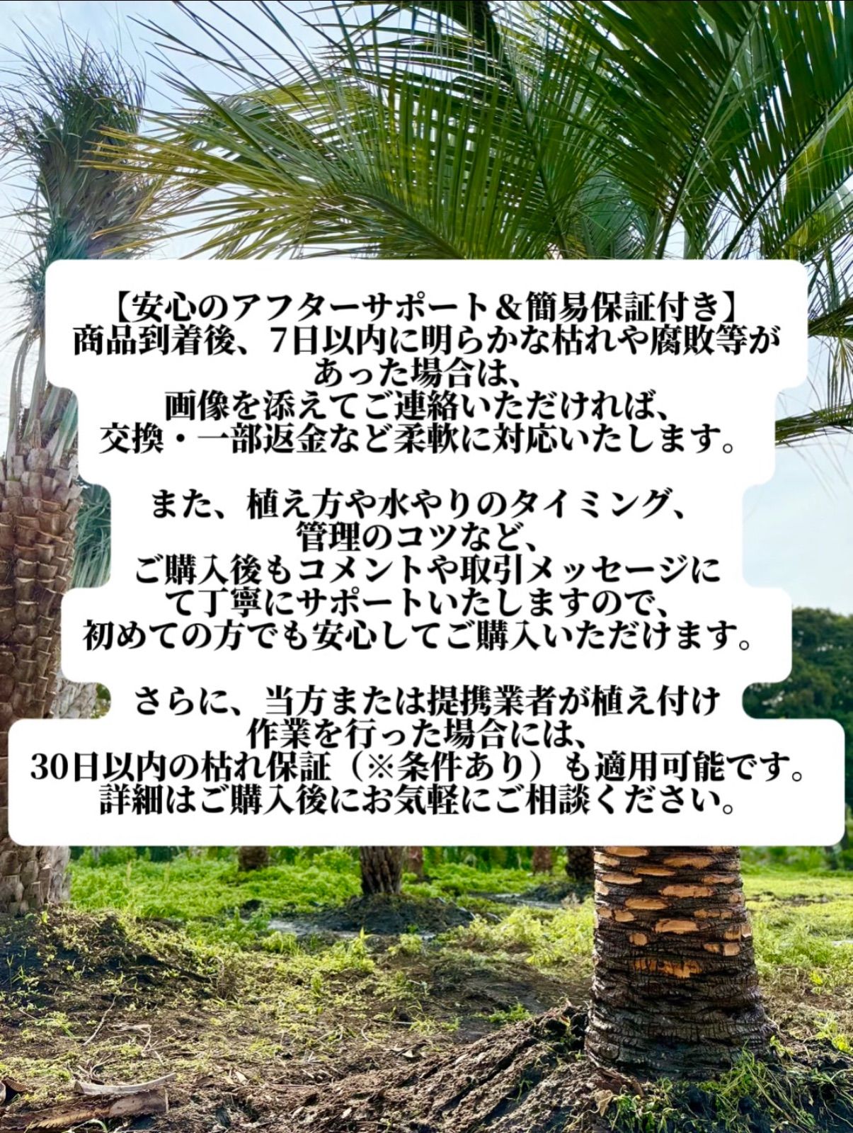 お庭がリゾートに🌴ココスヤシ【幹太60cm／葉先160cm】シルバーリーフ